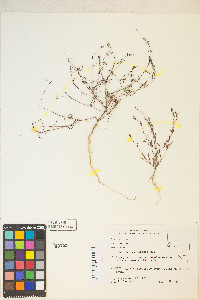 Gayophytum heterozygum image