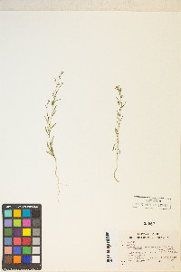 Gayophytum heterozygum image