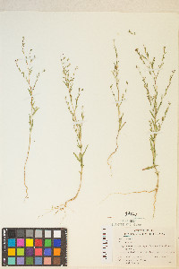 Gayophytum heterozygum image