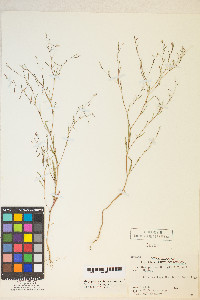 Gayophytum heterozygum image