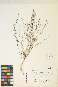 Gayophytum heterozygum image