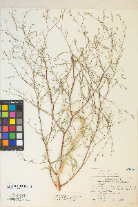 Gayophytum heterozygum image