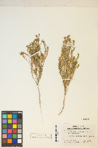 Gayophytum humile image