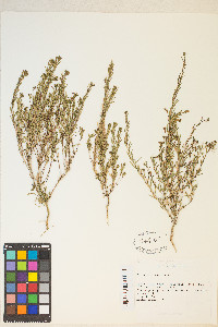 Gayophytum humile image