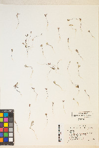 Gayophytum racemosum image