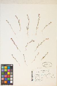 Gayophytum racemosum image