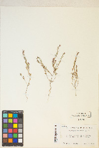 Gayophytum racemosum image