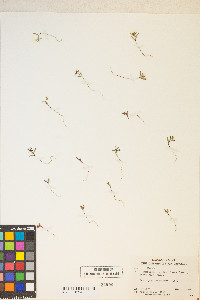 Gayophytum racemosum image