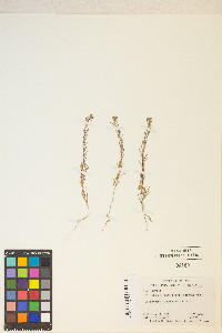 Gayophytum racemosum image