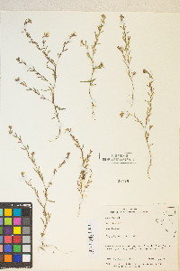 Gayophytum racemosum image