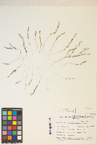 Gayophytum racemosum image