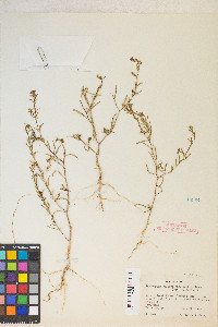 Gayophytum racemosum image