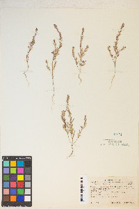 Gayophytum racemosum image