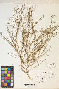 Gayophytum racemosum image