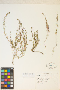 Gayophytum racemosum image