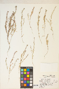 Gayophytum racemosum image