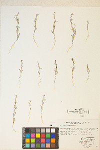 Gayophytum racemosum image