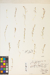 Gayophytum racemosum image