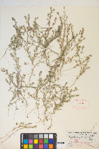 Gayophytum racemosum image