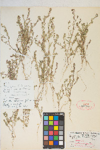 Gayophytum racemosum image