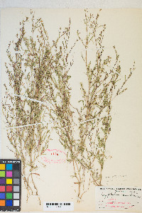 Gayophytum heterozygum image