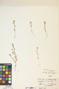 Gayophytum racemosum image