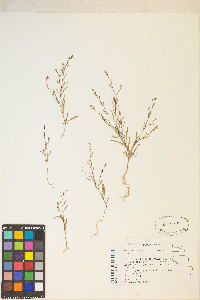 Gayophytum racemosum image