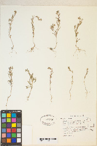 Gayophytum racemosum image