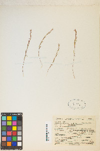 Gayophytum racemosum image