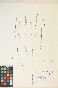 Gayophytum racemosum image