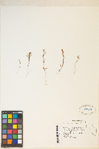 Gayophytum racemosum image