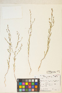 Gayophytum racemosum image