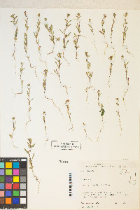 Gayophytum racemosum image