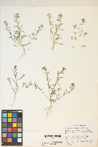 Gayophytum racemosum image