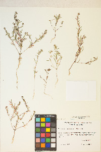 Gayophytum racemosum image