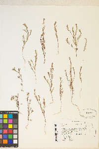 Gayophytum racemosum image