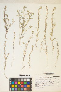 Gayophytum racemosum image