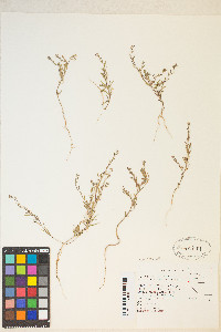 Gayophytum racemosum image