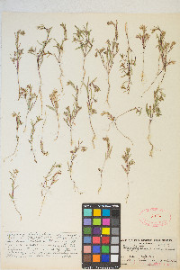 Gayophytum racemosum image