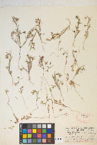 Gayophytum racemosum image