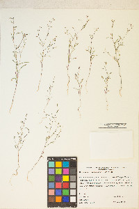 Gayophytum ramosissimum image