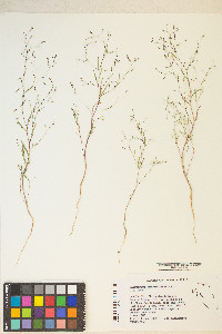 Gayophytum ramosissimum image