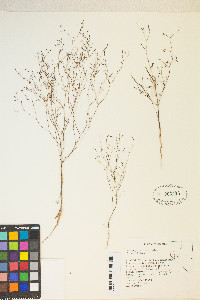 Gayophytum ramosissimum image