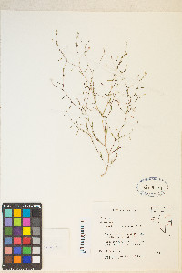 Gayophytum ramosissimum image