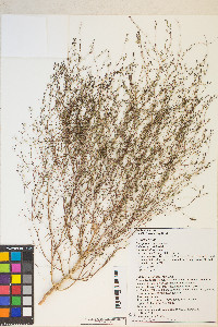 Gayophytum ramosissimum image