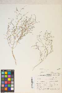 Gayophytum ramosissimum image