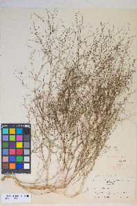 Gayophytum ramosissimum image