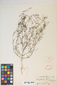 Gayophytum ramosissimum image