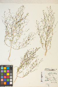 Gayophytum ramosissimum image