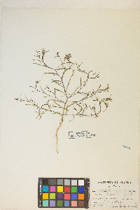 Gayophytum ramosissimum image